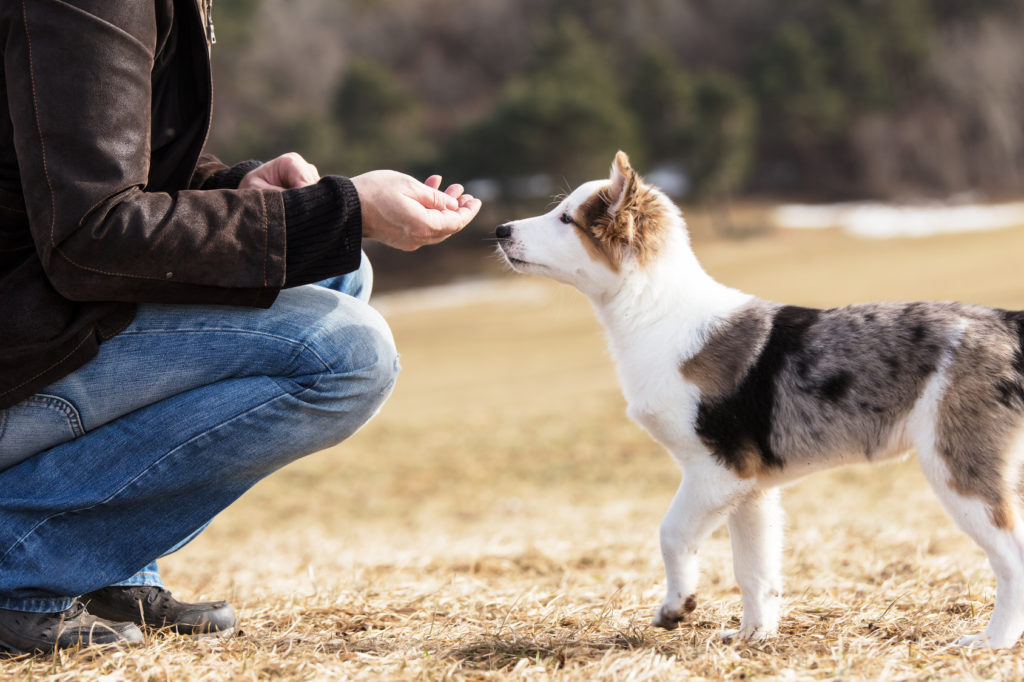 Socialisation Du Chiot Conseils Clés Pour Le Socialiser