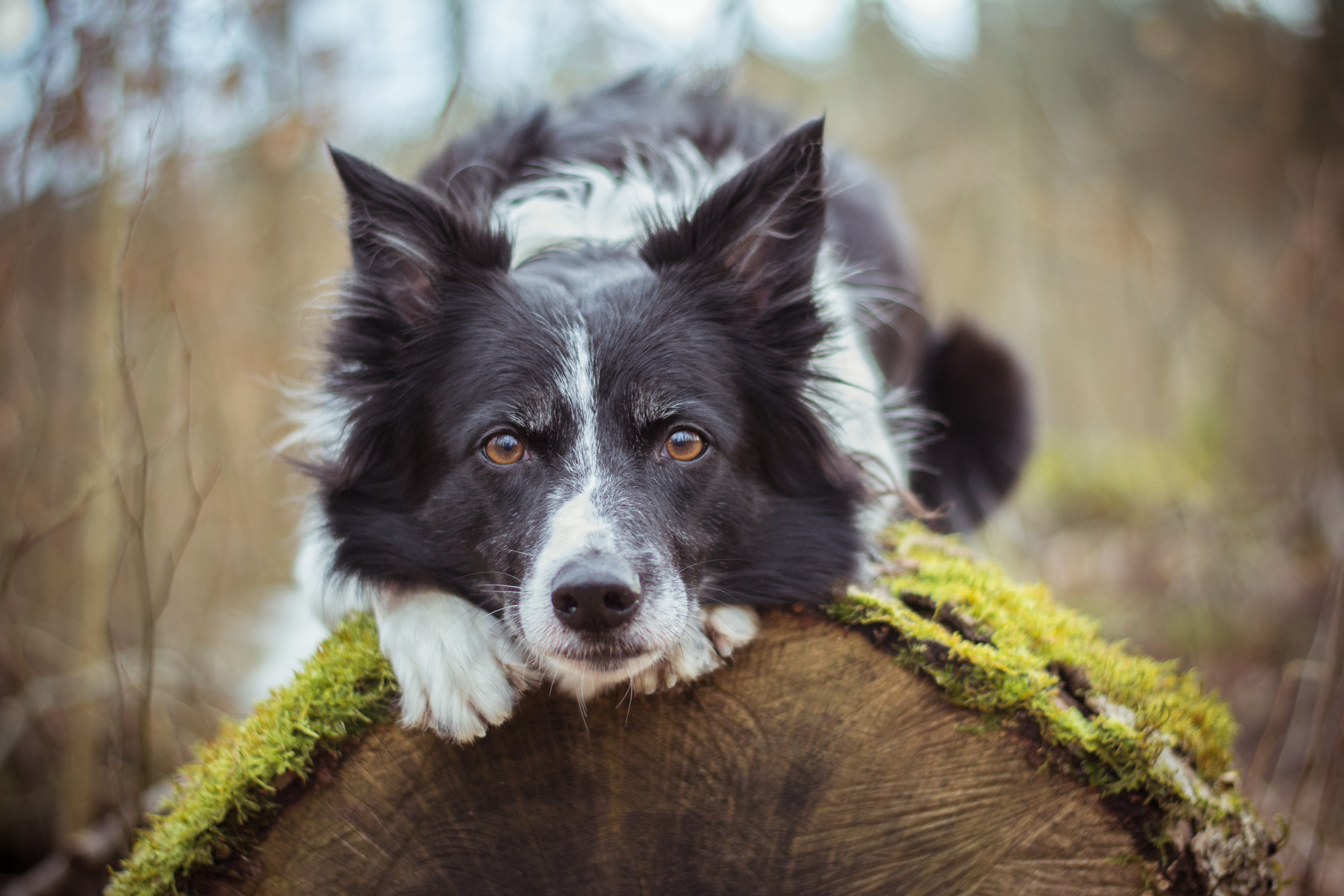 Alimentation du border collie que choisir Magazine zooplus