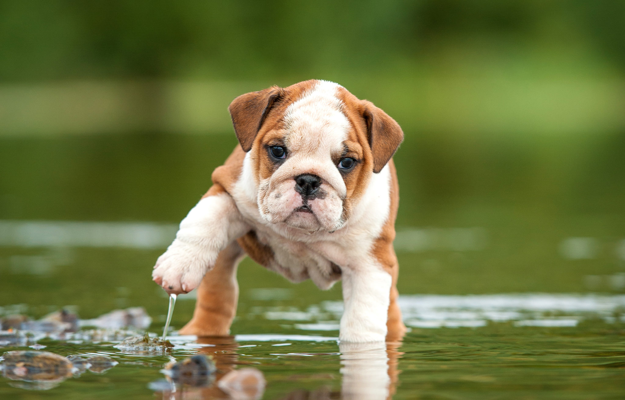 chiot Bulldog anglais