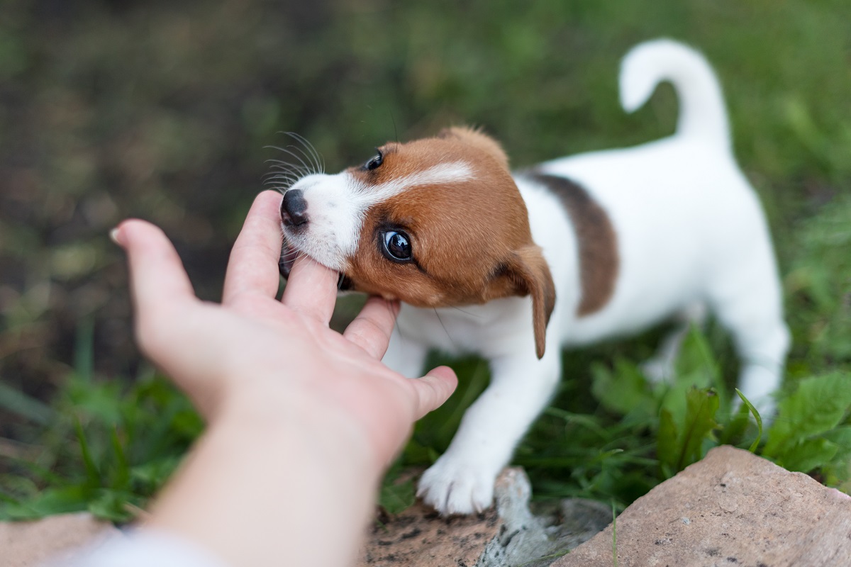 chien qui mord en jouant