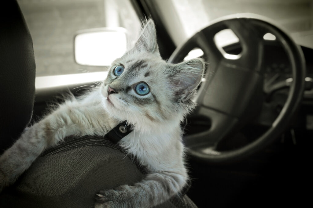 Mon chat n'aime pas le transport en voiture! Que faire?