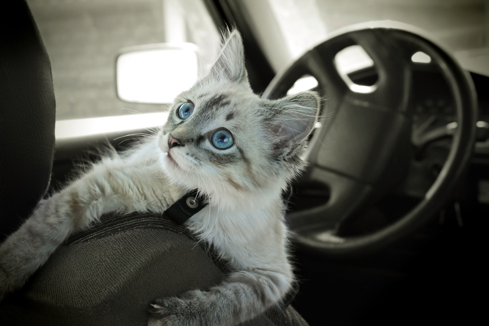 chat dans une voiture