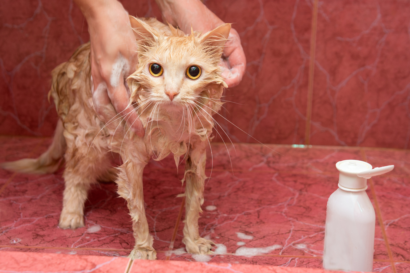 Laver Un Chat Donner Un Bain à Son Chat Est Ce Nécessaire