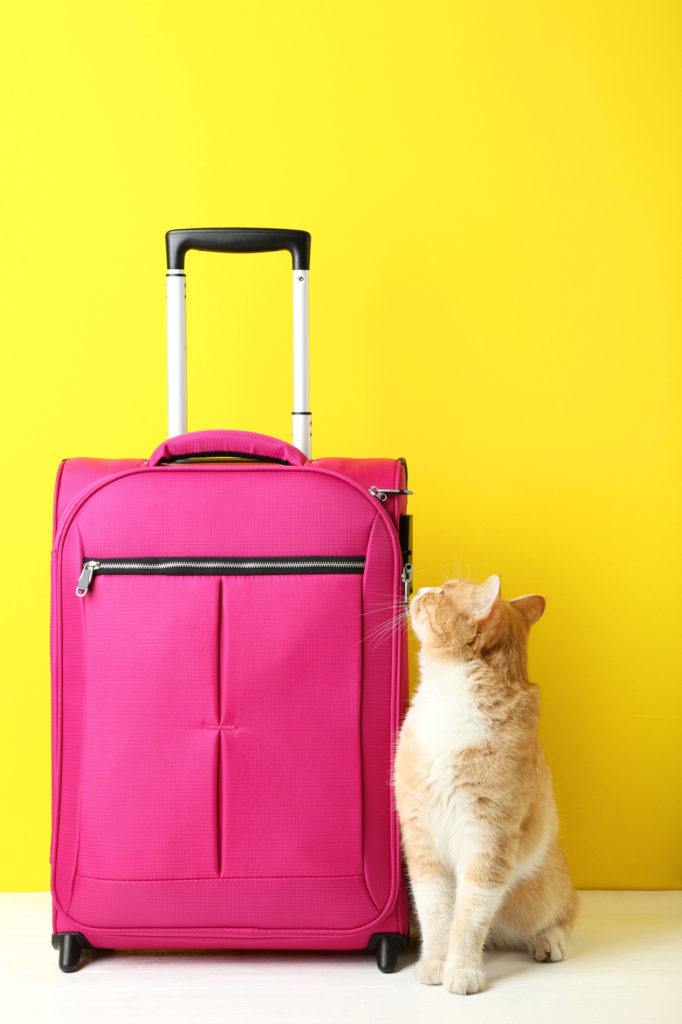 Voyager Avec Son Chat En Avion Conseils Et Astuces Magazine Zooplus