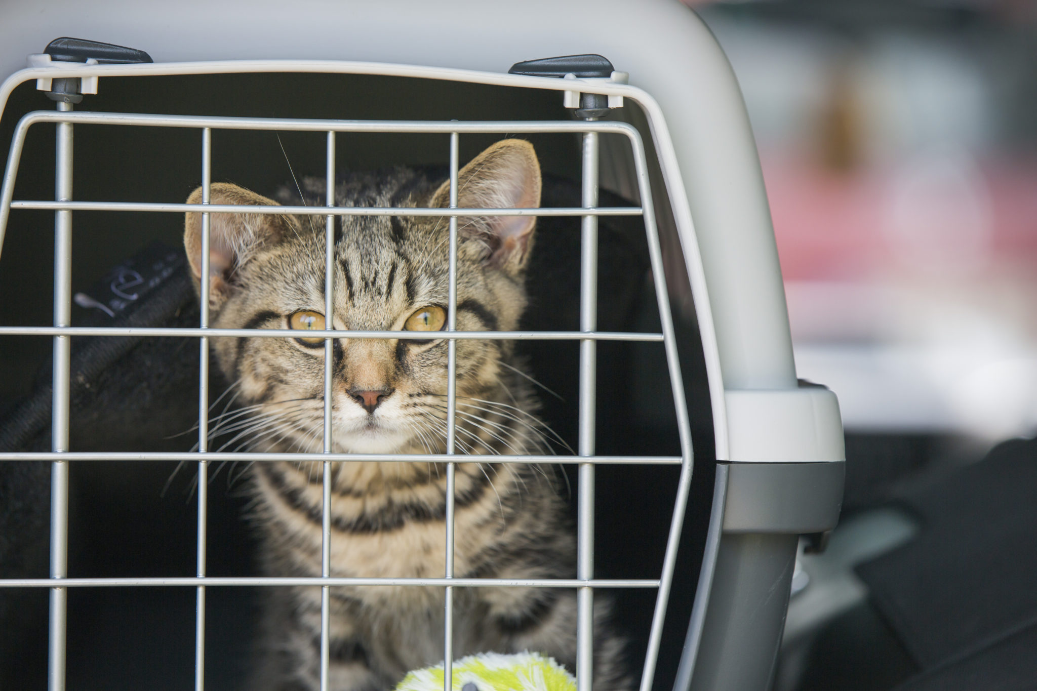 8 conseils pour bien voyager avec son chat en voiture - Gamm vert