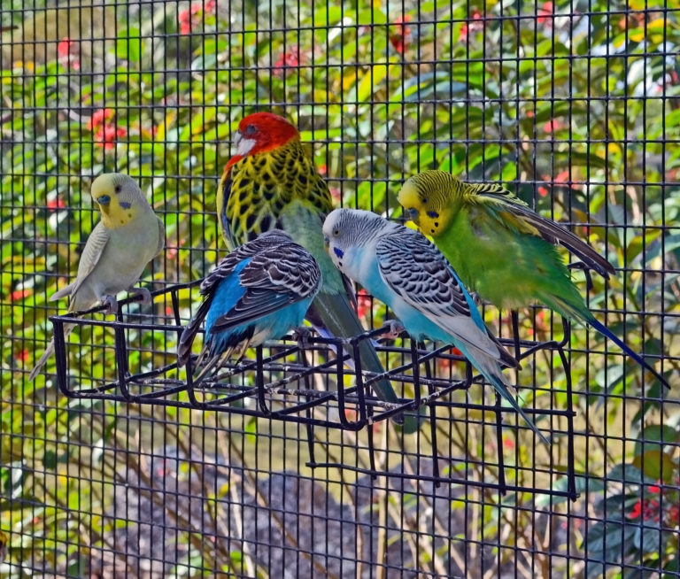 Cages & Volières pour Oiseaux