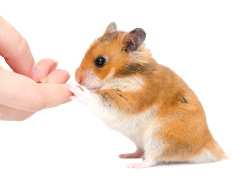 Mignon Petit Hamster Qui Peut Parler Et Changer De Voix - Temu Canada