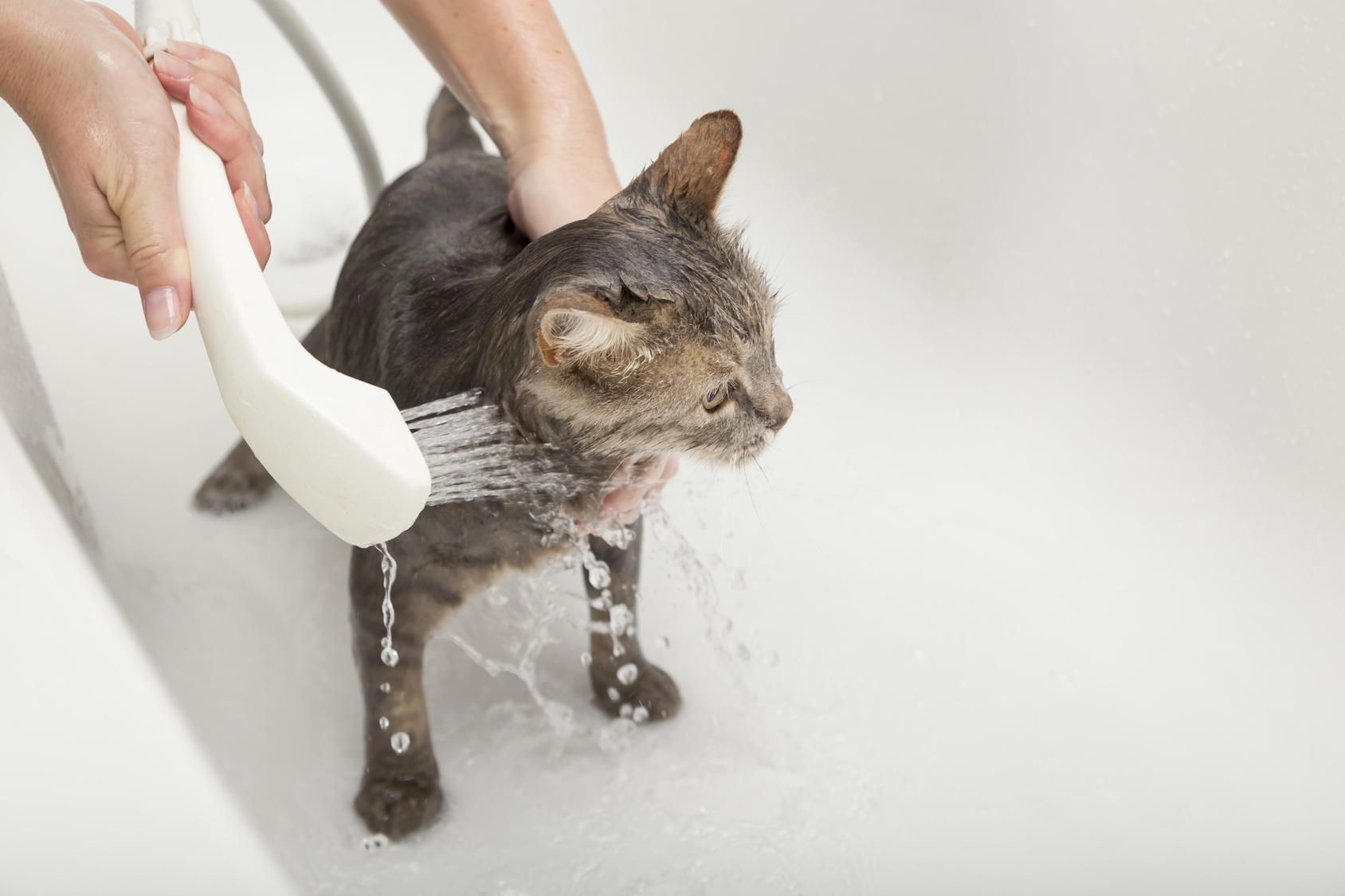 Laver Un Chat Donner Un Bain à Son Chat Est Ce Nécessaire