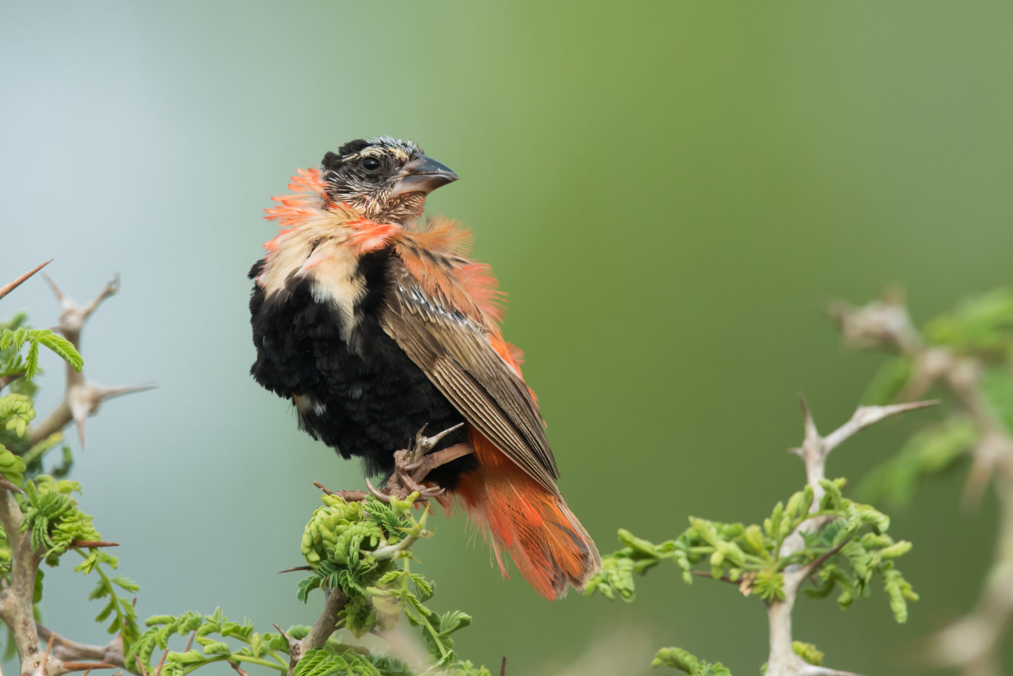 la mue des oiseaux