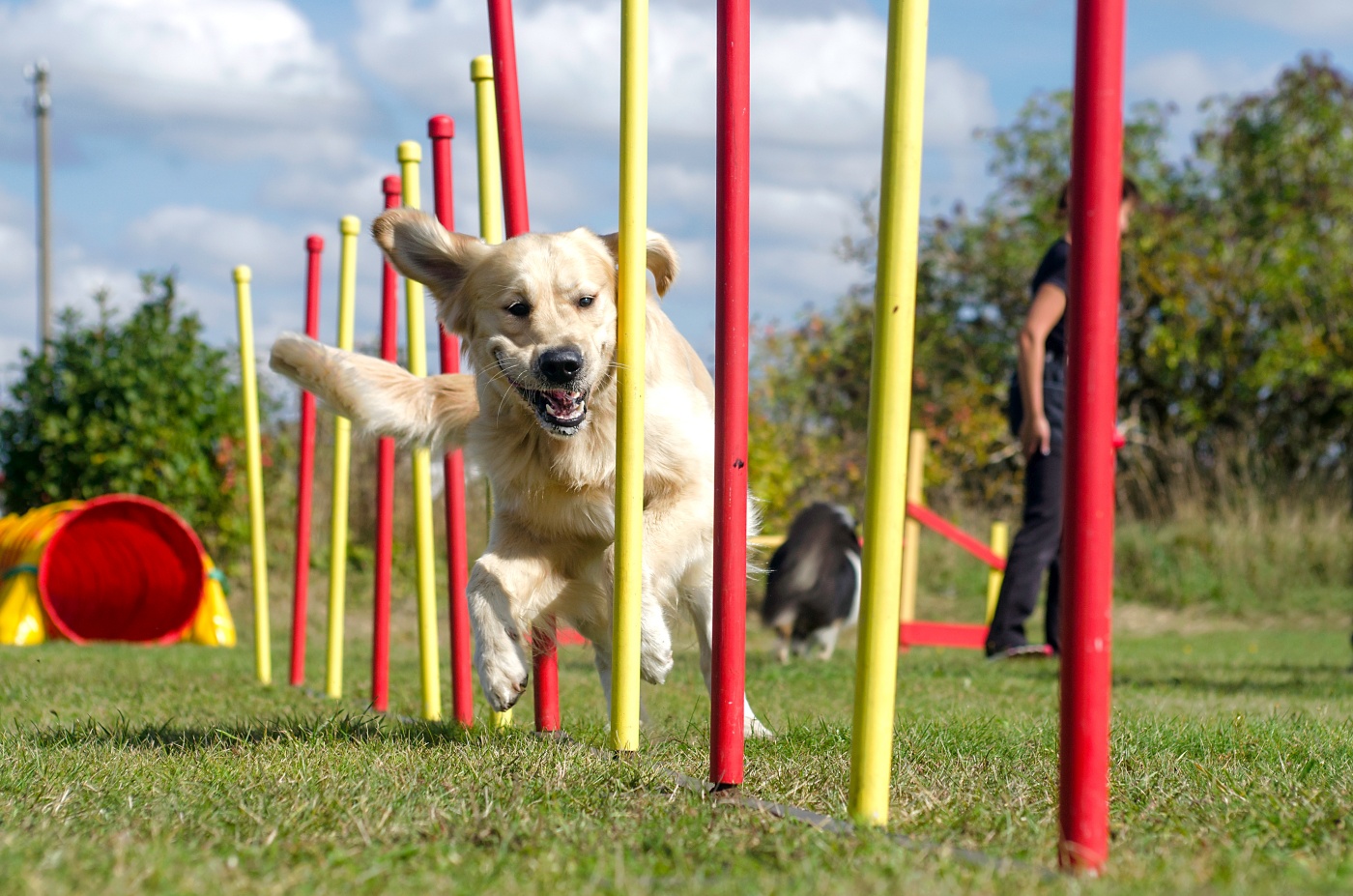 Agility sport pour chien kit d'agilité pour chien avec obstacle, tunnels,  saut, slalom rouge