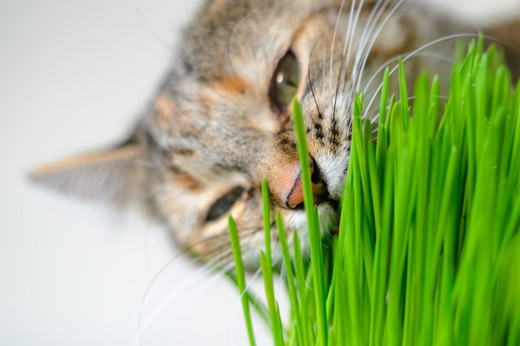Lot de 300 graines d'herbe à chat plantées à l'intérieur et à l