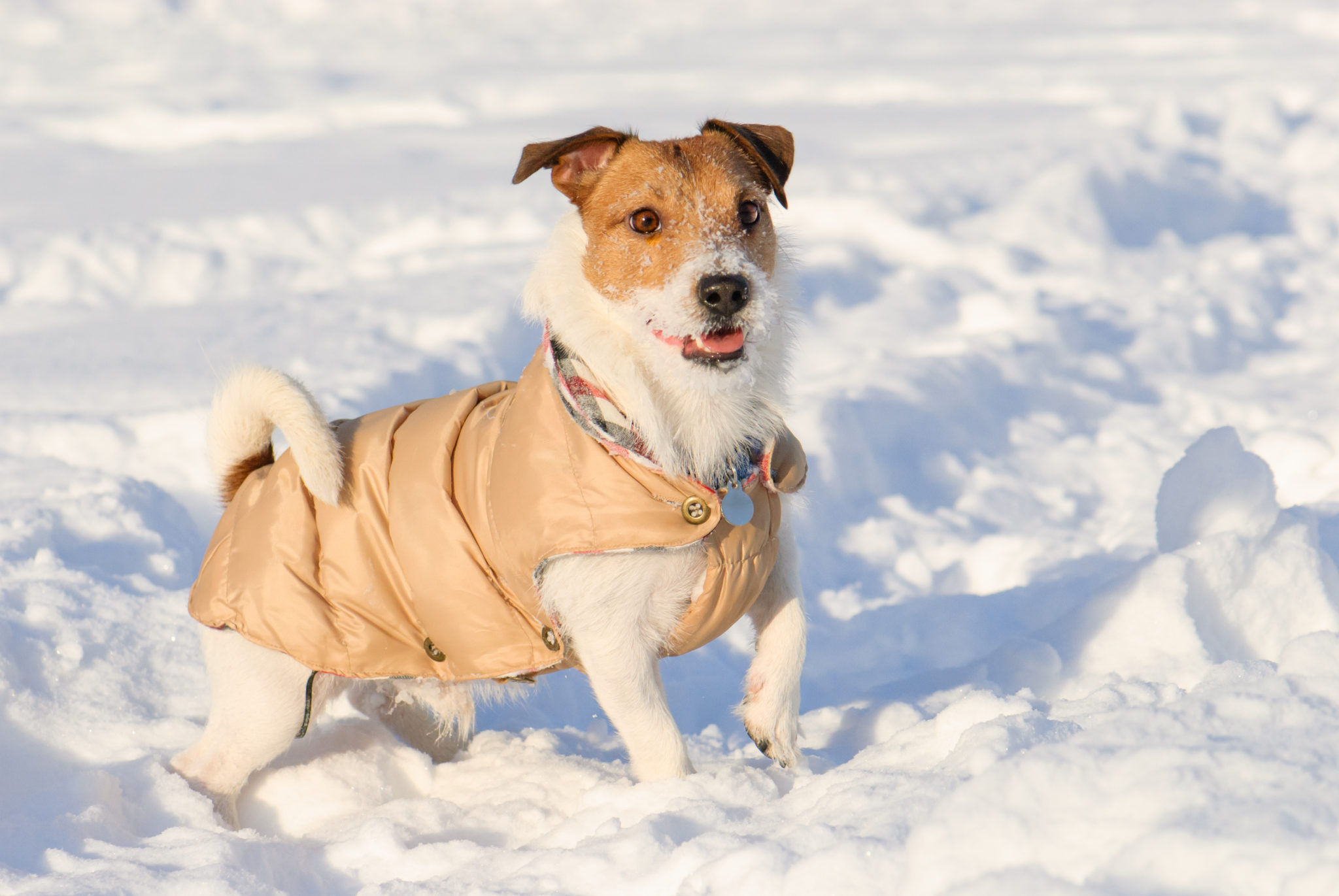 manteau luxe chien