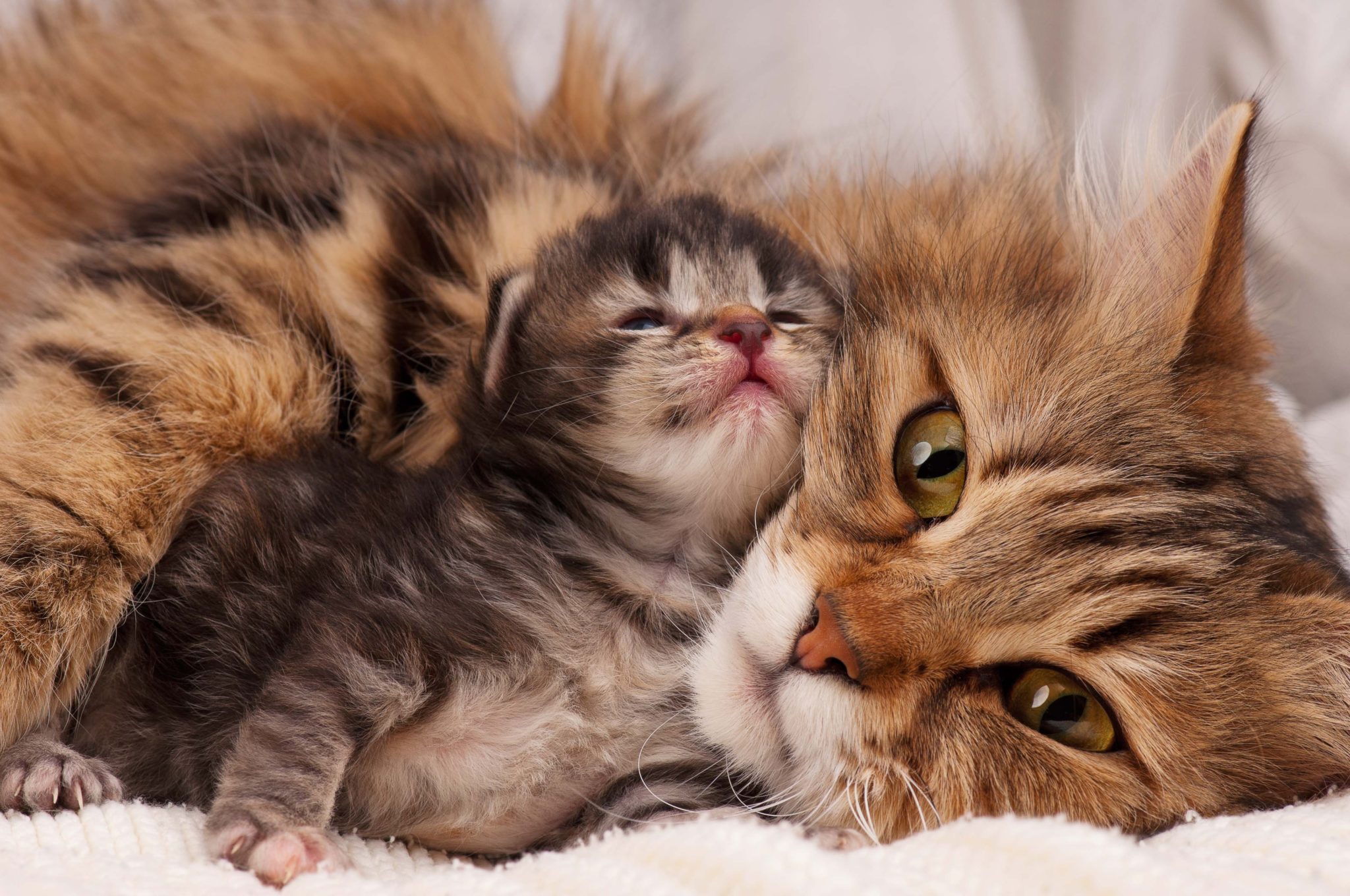 Le chat peut être jaloux de bébé : vrai ou faux ?