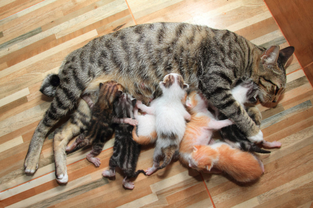 Gestation Du Chat La Naissance De Chatons Magazine Zooplus