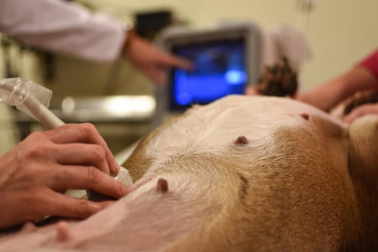 un vétérinaire pratiquant l’échographie d’une chienne