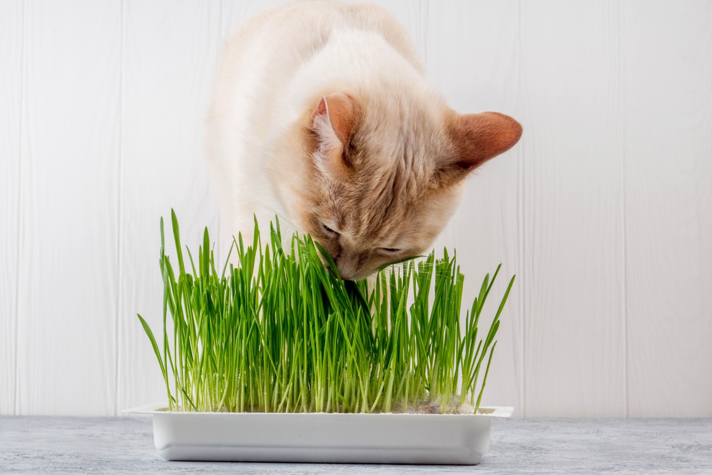 A quelle frequence donner de l'herbe a chat ? – Pour toi Mon chat