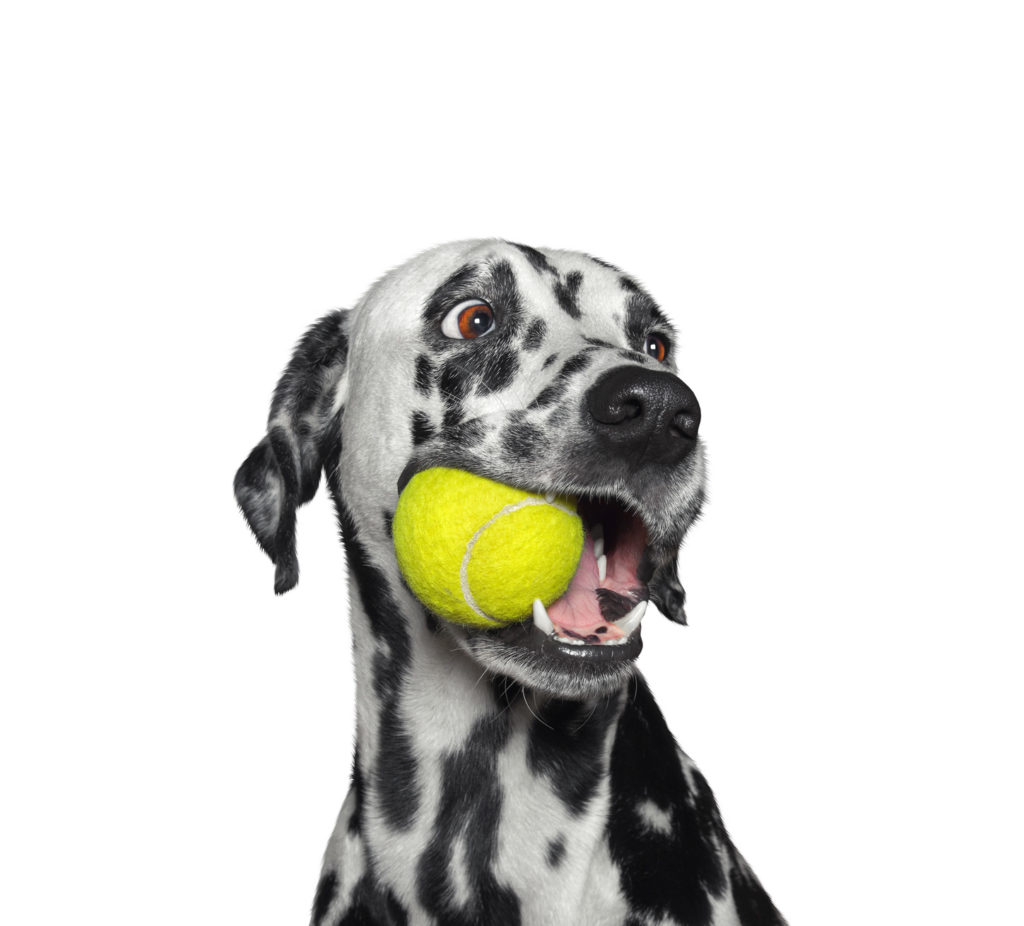 Les jeux interactifs pour chiens : Découverte et bienfaits
