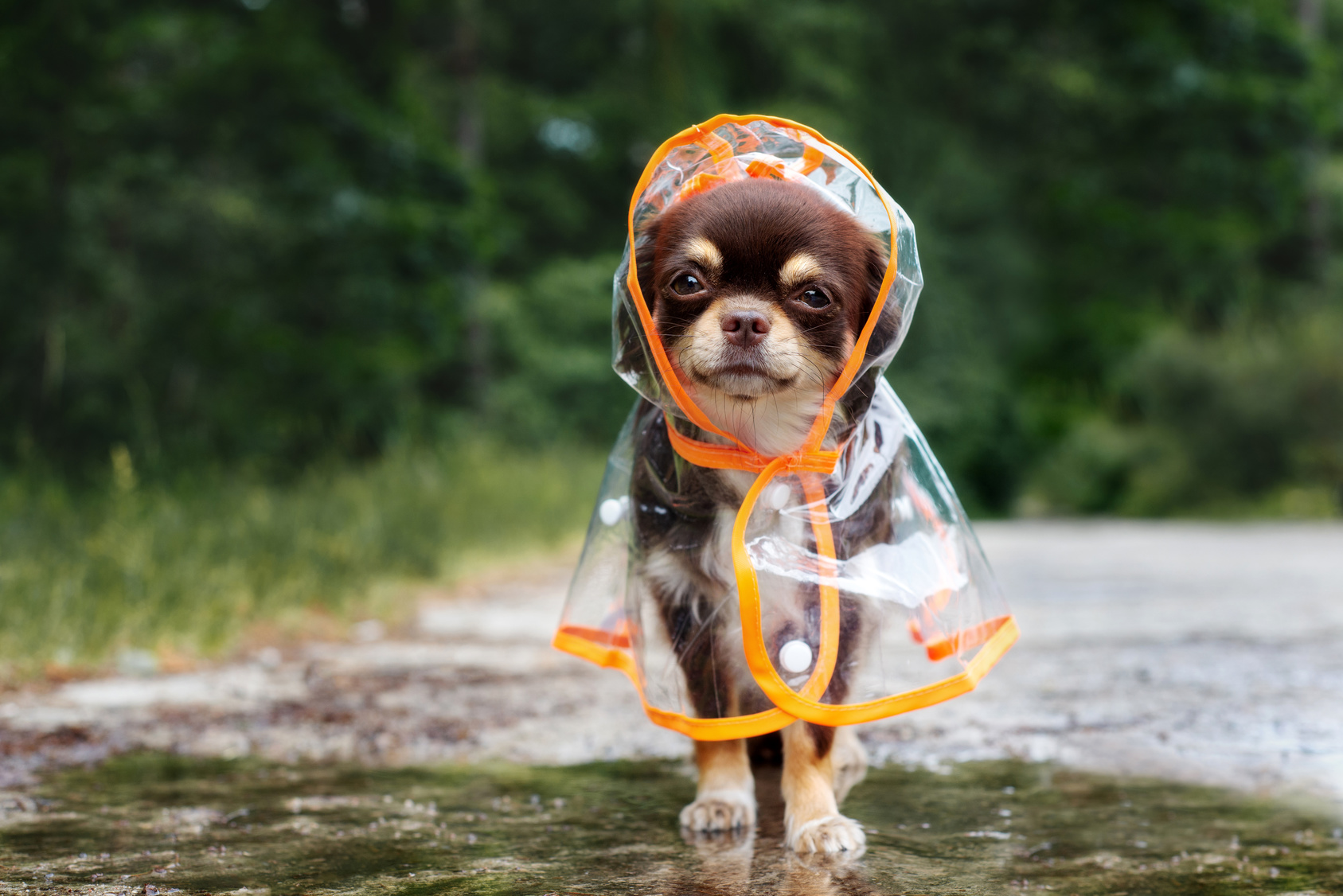 un chien porte un manteau