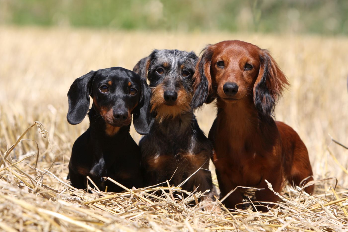 trois teckels dans un champ