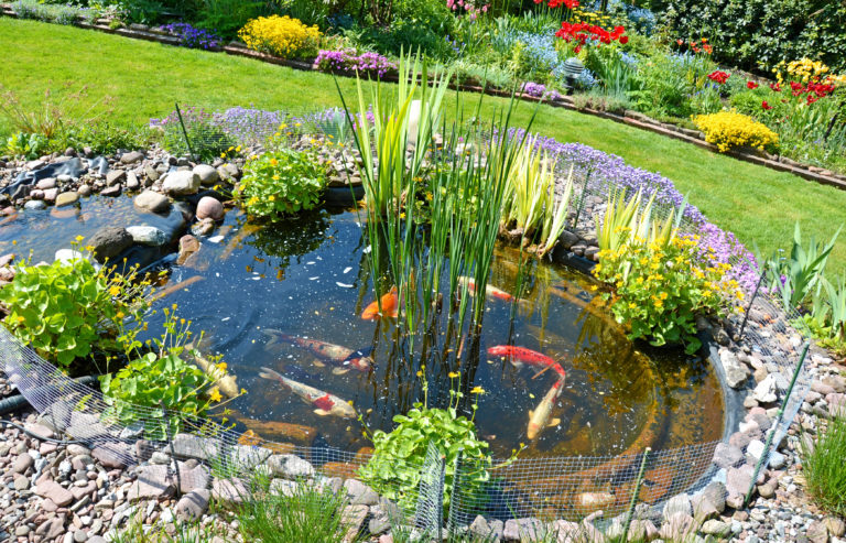 Construire un bassin  de  jardin  pour poissons  Magazine 