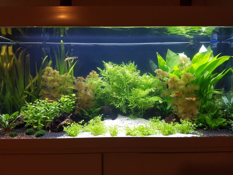 Quelles plantes choisir pour un aquarium d'eau douce ?