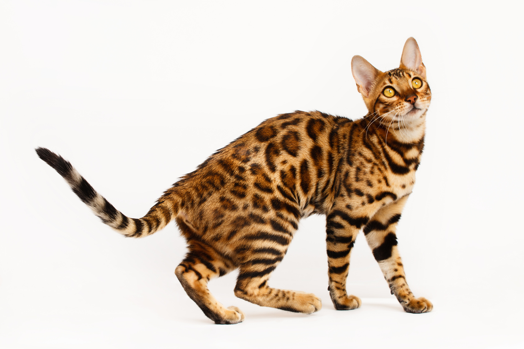 Bengal