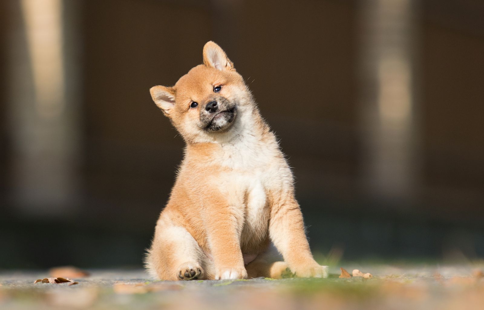 shiba inu bébé