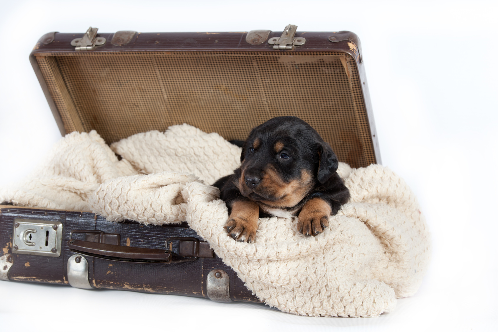 ramener un chiot d'un pays étranger