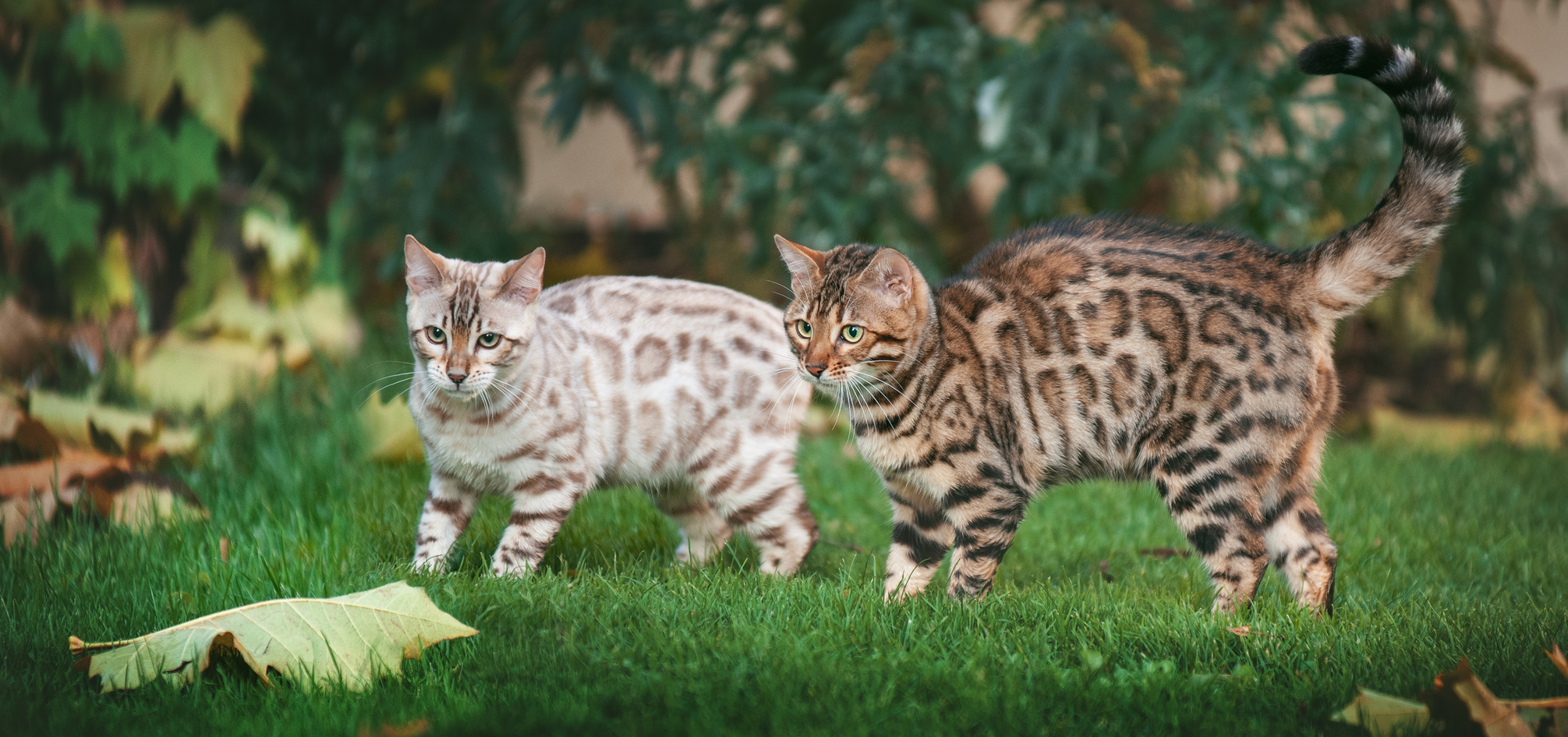 Chat Bengal : tout savoir sur la race à l'apparence de fauve - Magazine