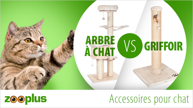 Accessoires pour arbre à chat : quels produits choisir ?