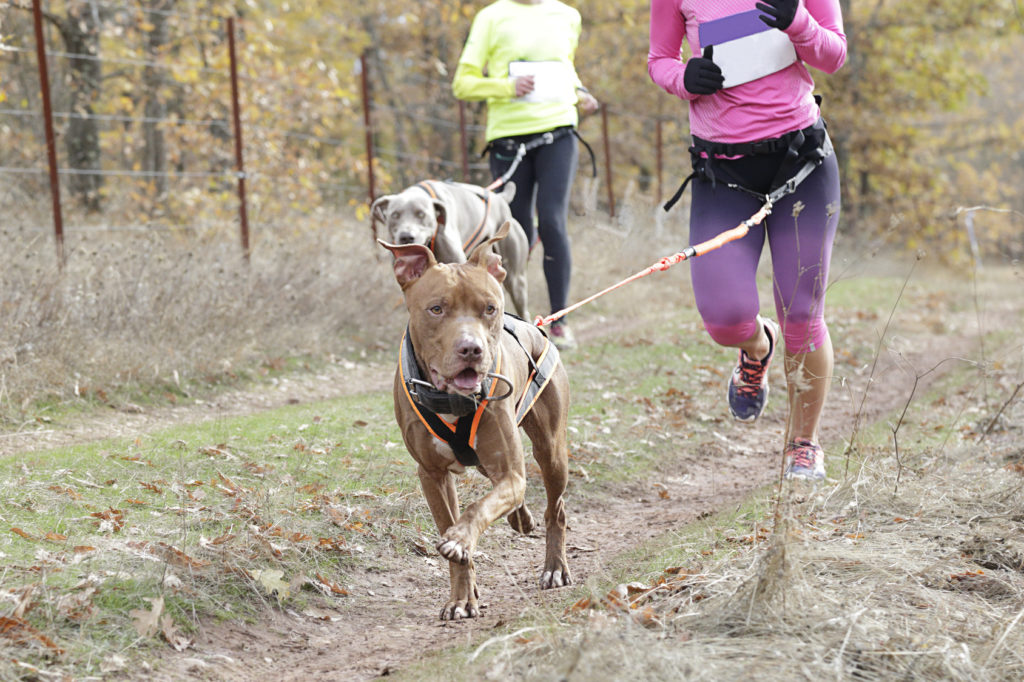 Canicross : le plaisir de courir avec son chien - Magazine zooplus