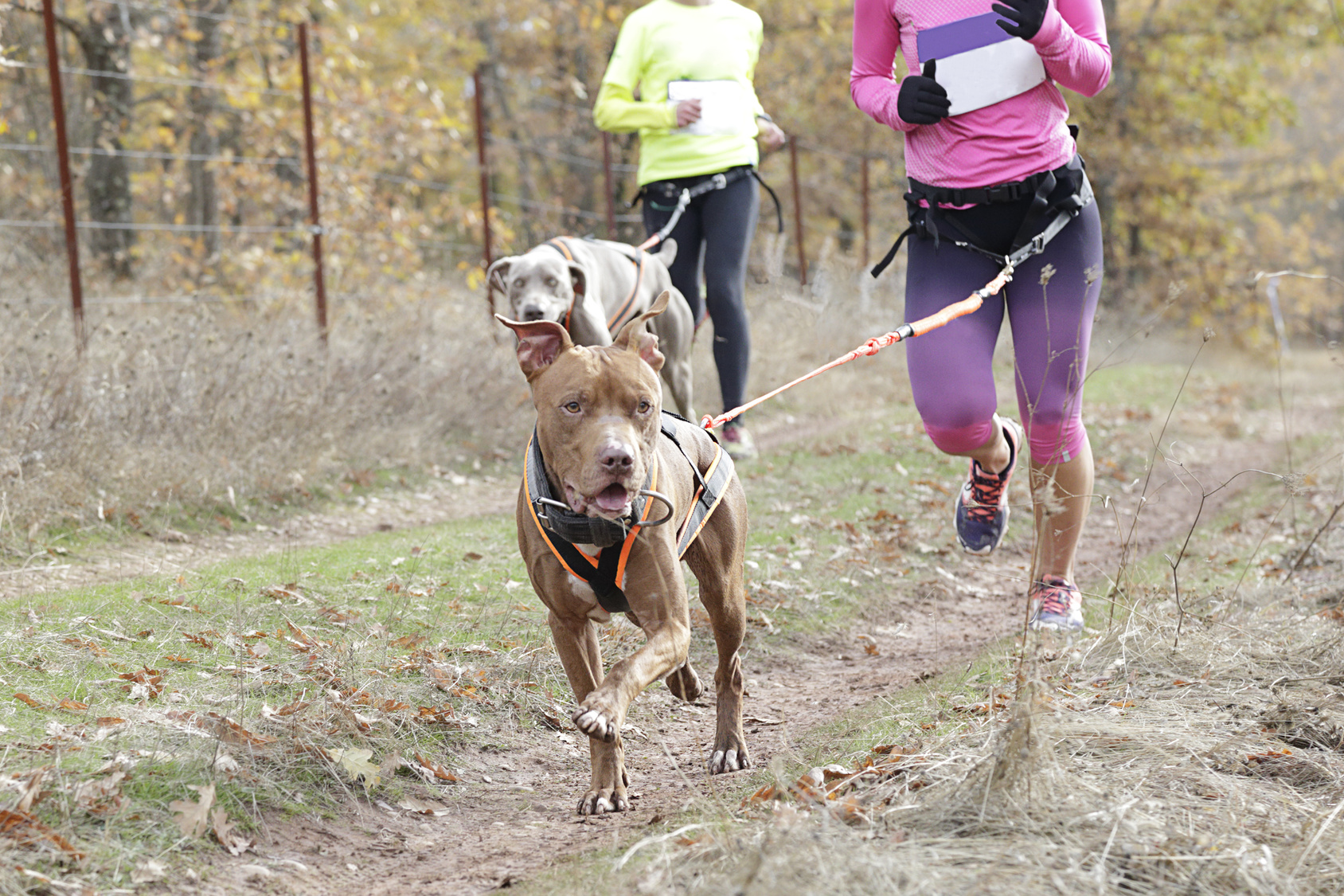 Canicross le plaisir de courir avec son chien Magazine zooplus