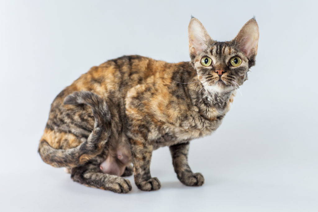 Cornish Rex Magazine Zooplus