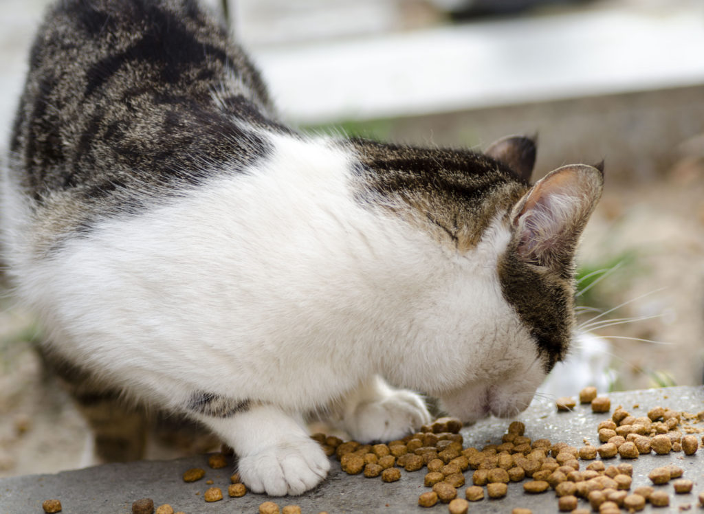 Nourrir Son Chat D Exterieur Le Guide Zooplus Magazine Zooplus