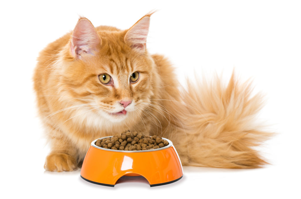 Ingrédients pour la nourriture pour chats : Informations