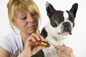 L‘homéopathie pour soigner son chien  Magazine zooplus
