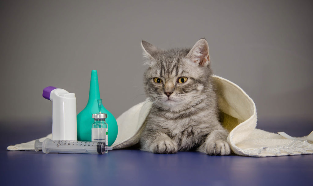 Trousse A Pharmacie Pour Chat Les Indispensables Magazine Zooplus