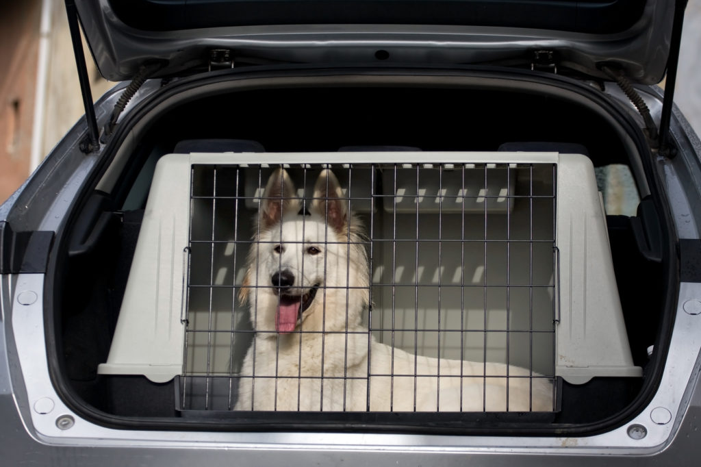 Courrier-Service. Animaux : transporter son chien en voiture en toute  sécurité
