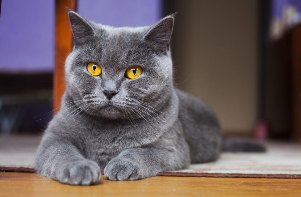 British Shorthair Tout Savoir Sur Cette Race Anglaise Magazine Zooplus