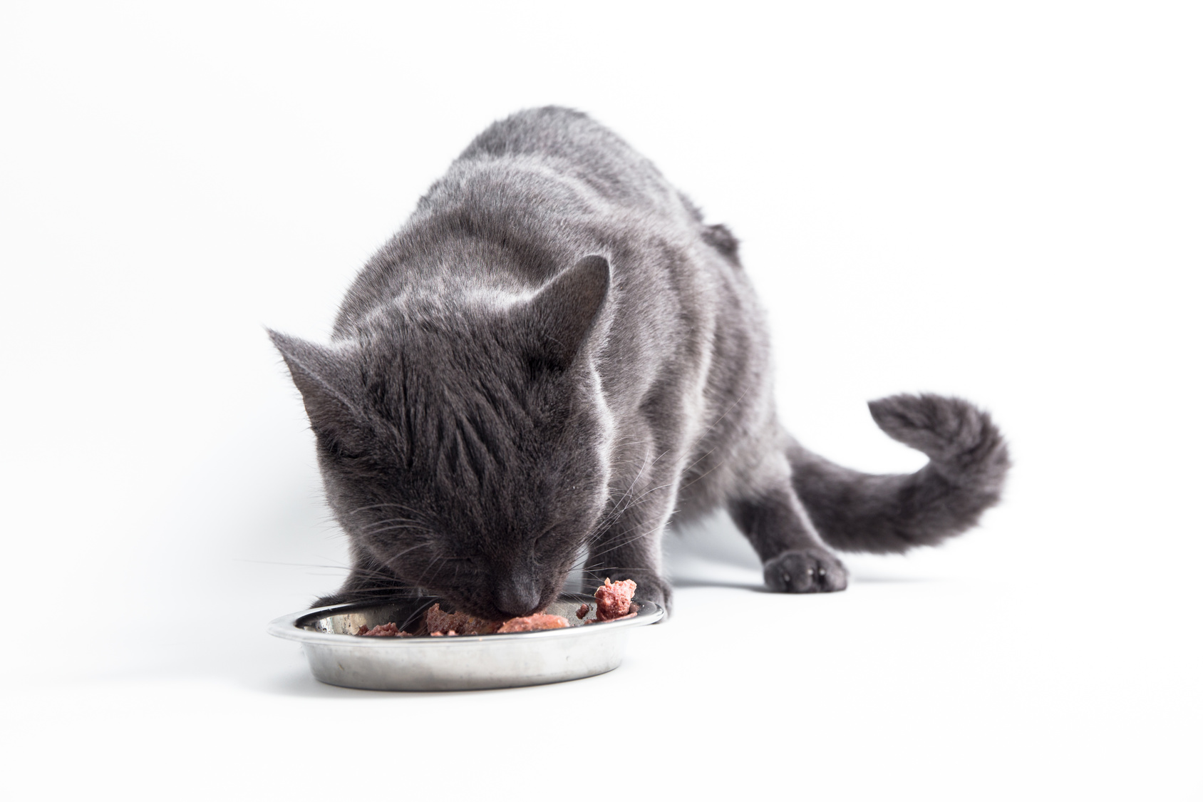 aliments de quaité pour chat