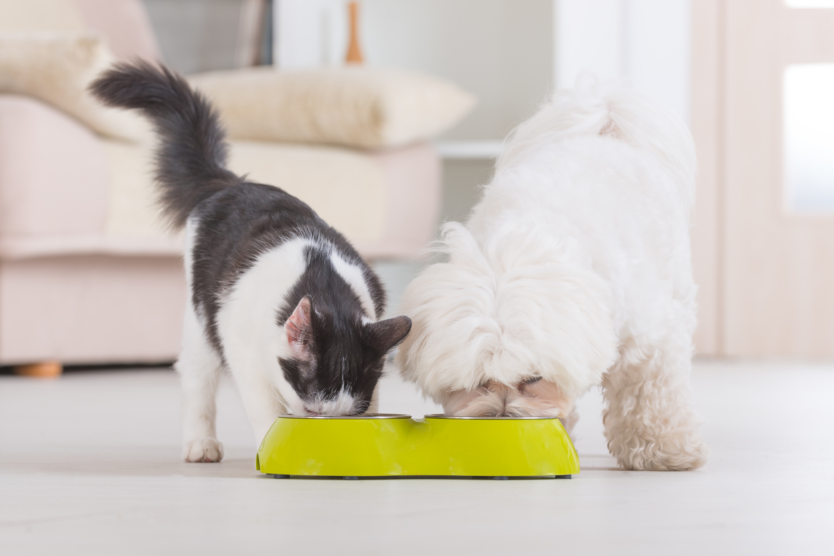 chat mange croquettes chien