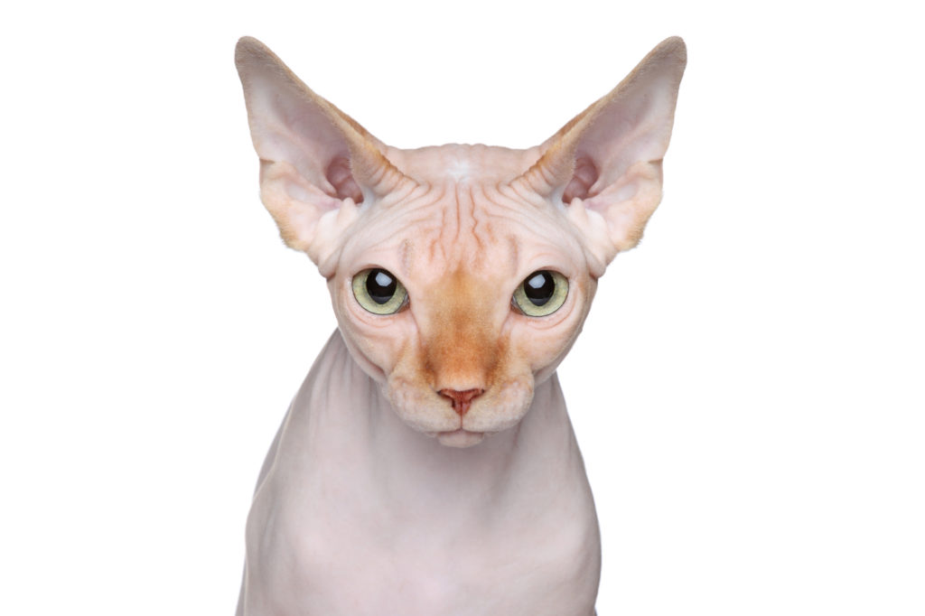 Sphynx Decouvrez La Race De Chat Sans Poil Magazine Zooplus