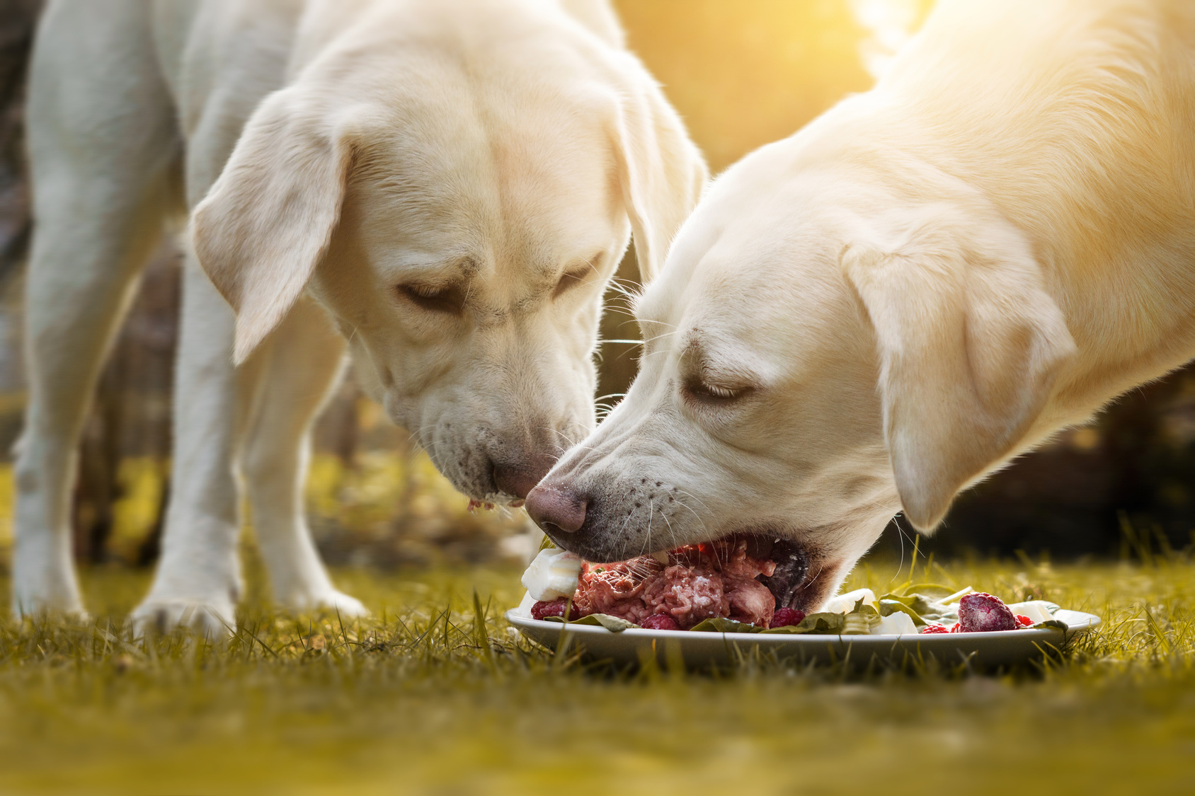 deux chiots labrador mange de la nourriture humide sur une assiette dans le jardin