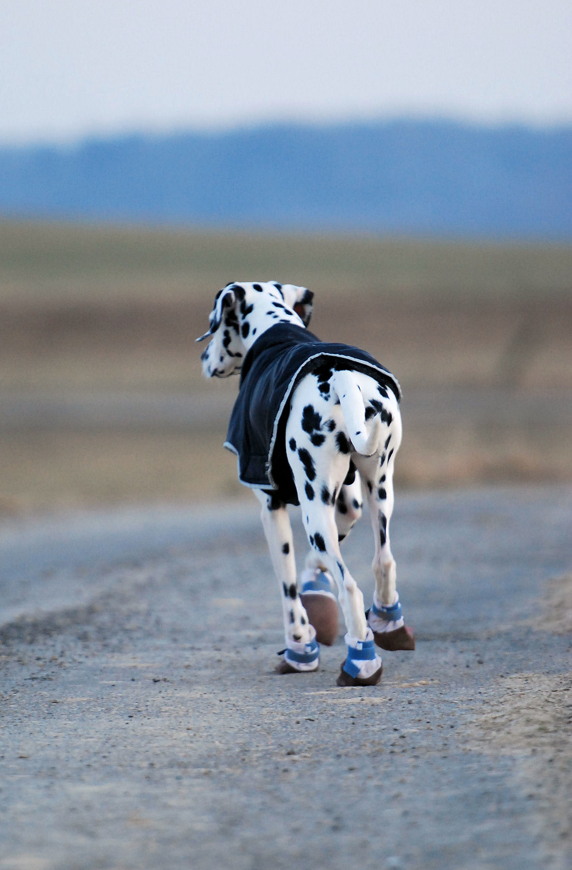 chaussures pour chien