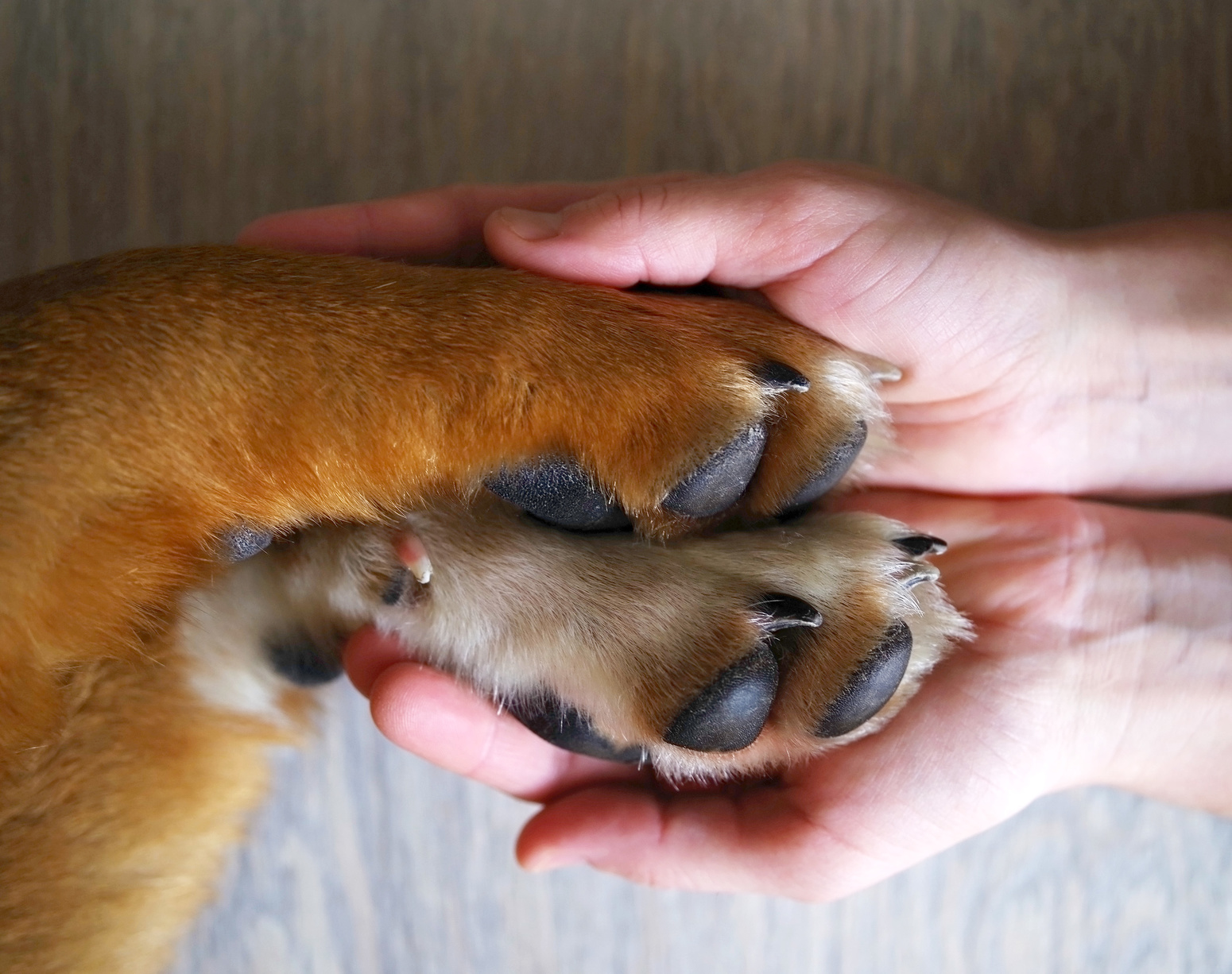 chaussures pour chien