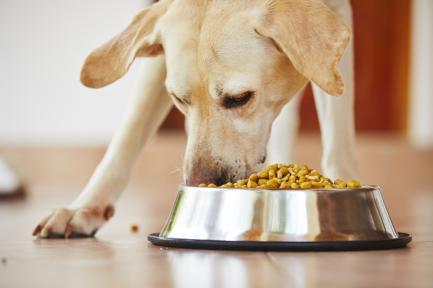 Un labrador crème mange des croquettes dans sa gamelle en métal