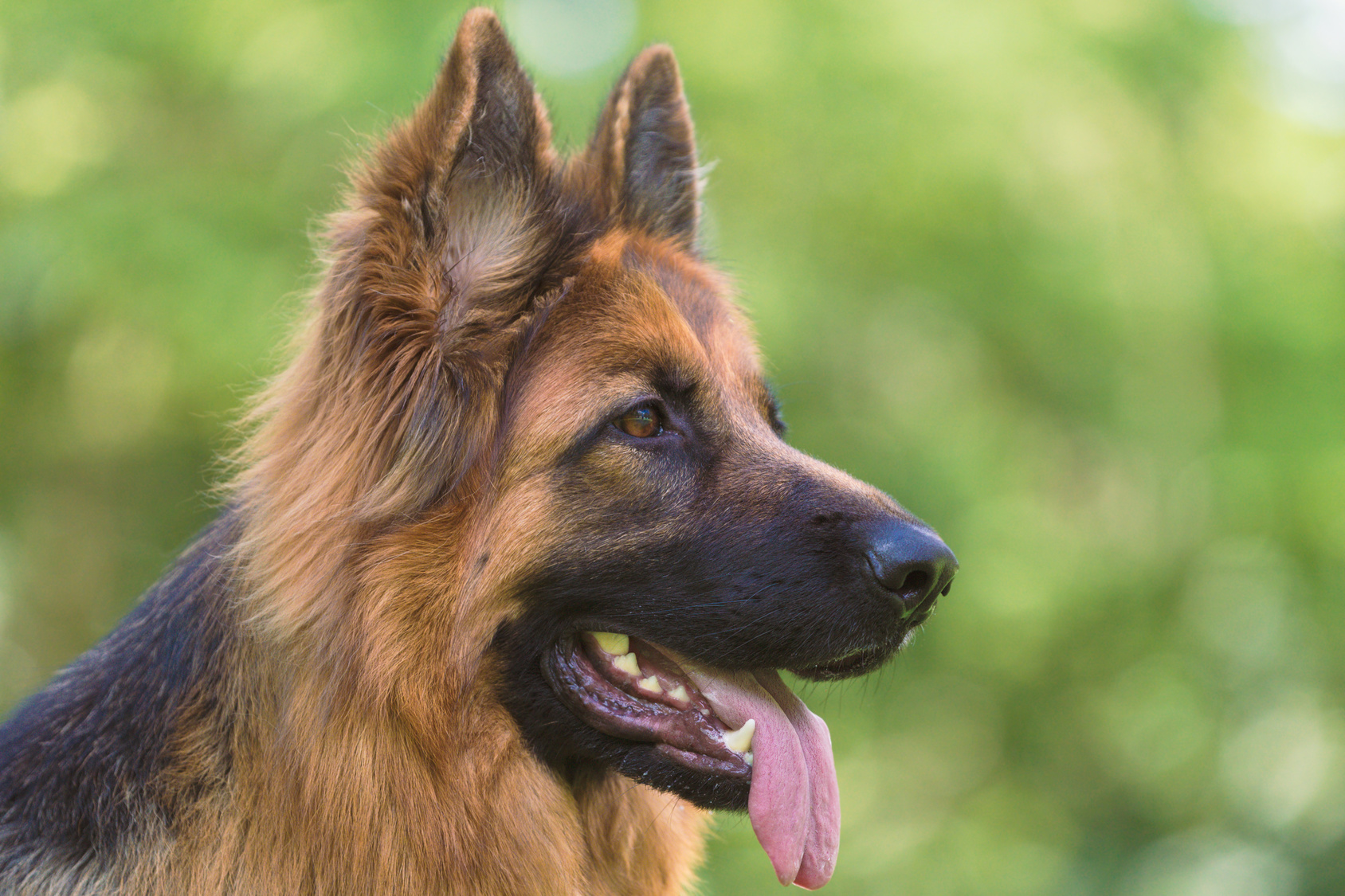 Les 5 meilleures races de chiens de berger