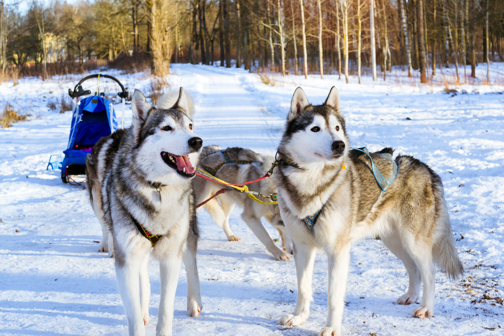 Husky de Sibérie chien de traineau