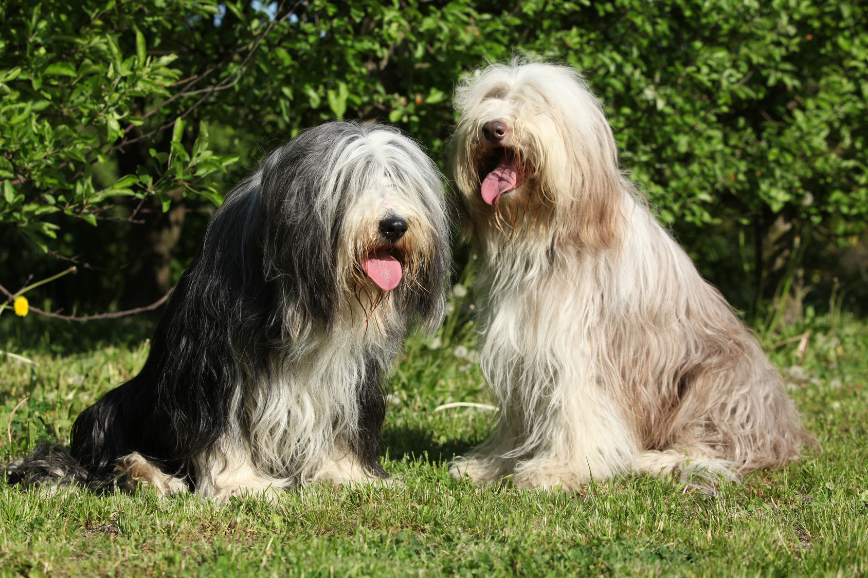 Bearded Collie dans l'herbe