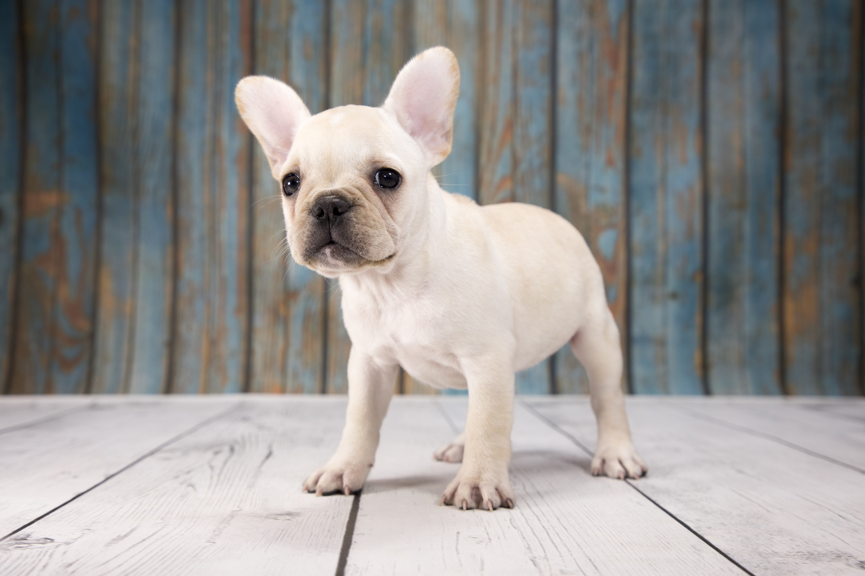 French Bulldog